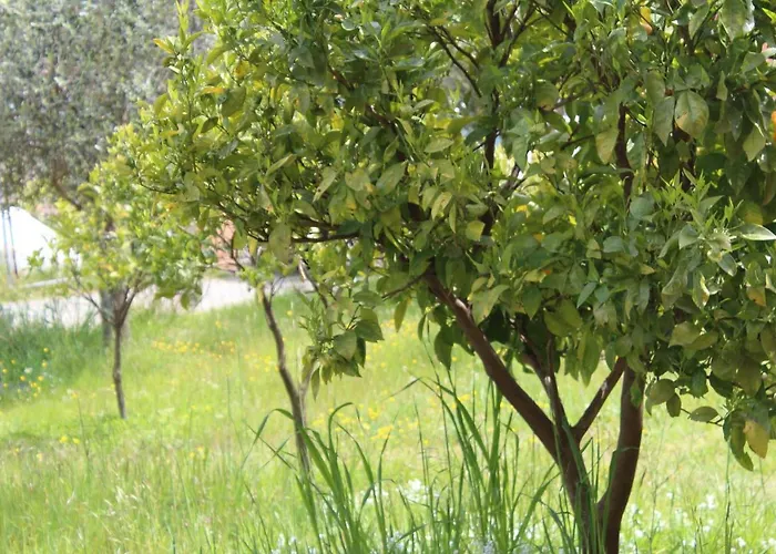 Διαμέρισμα Arancia Quiet, Central, Parking And Air Conditioning Λεβάντο